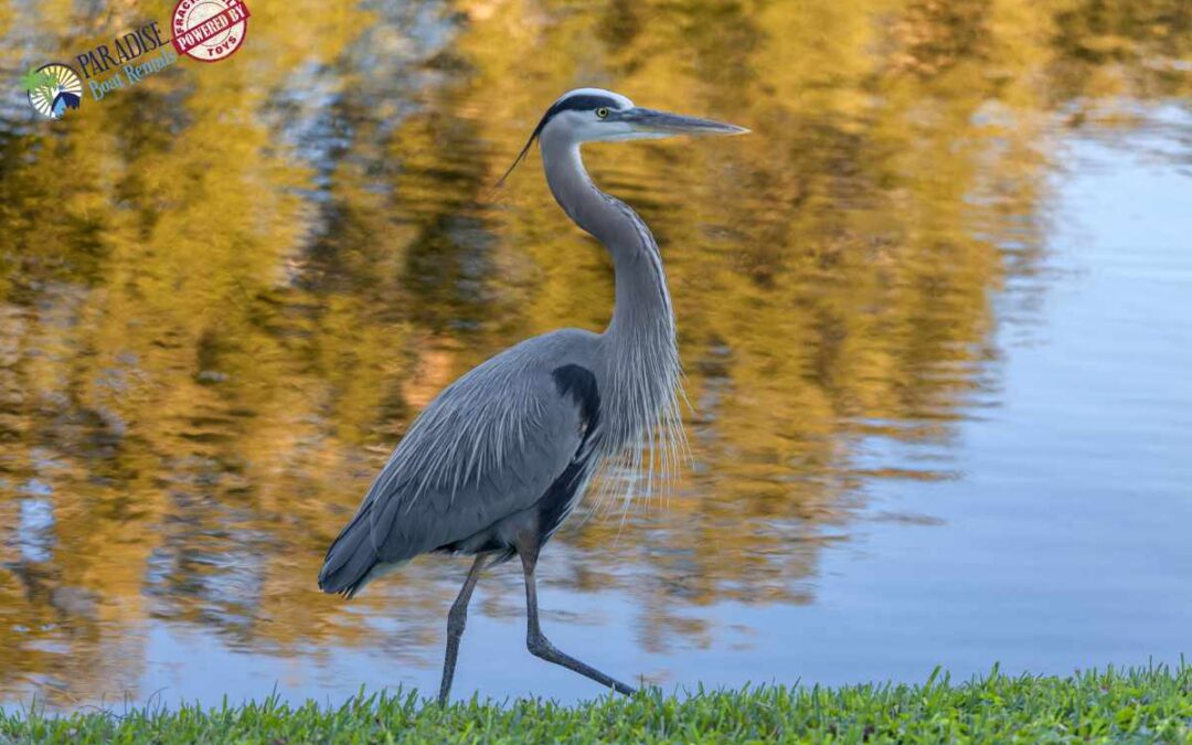 Boating and Birdwatching: Discover Cape Coral’s Avian Paradise