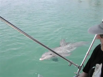 Dolphin surfacing beside a boat near Cape Coral, FL