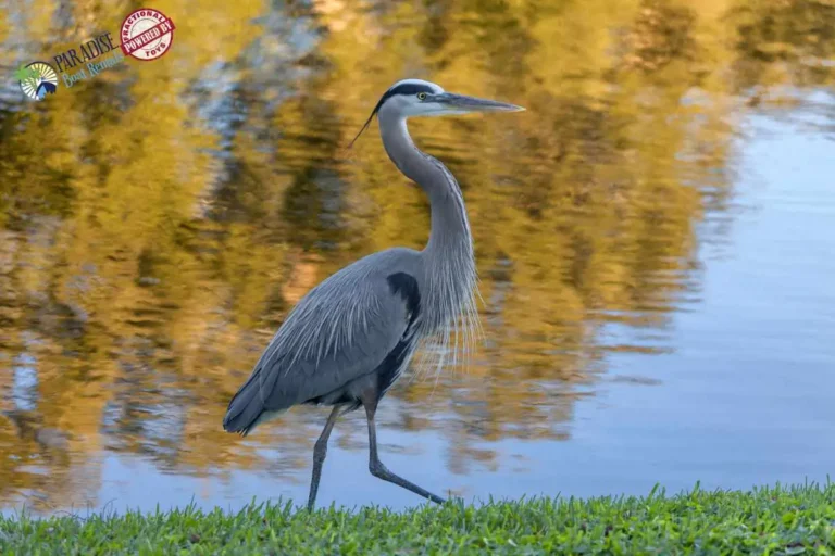 Grey heron