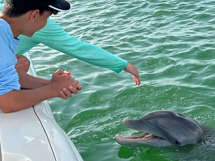 Guests reaching toward a dolphin swimming right beside their boat in Southwest Florida