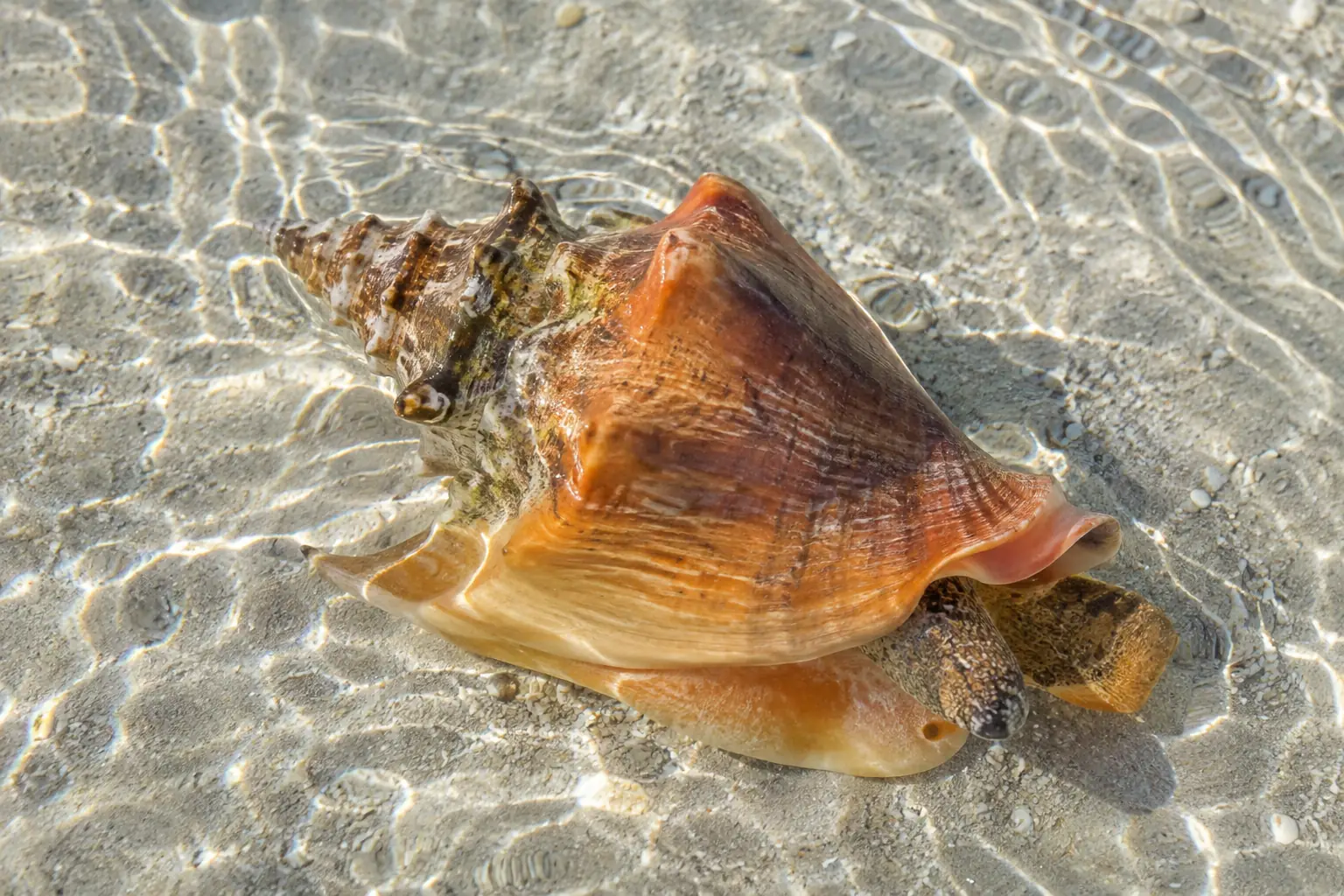 Live horse conch in shallow clear water over sand near Cape Coral, FL