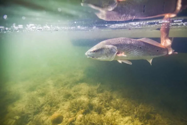 Redfish in the gulf of mexico