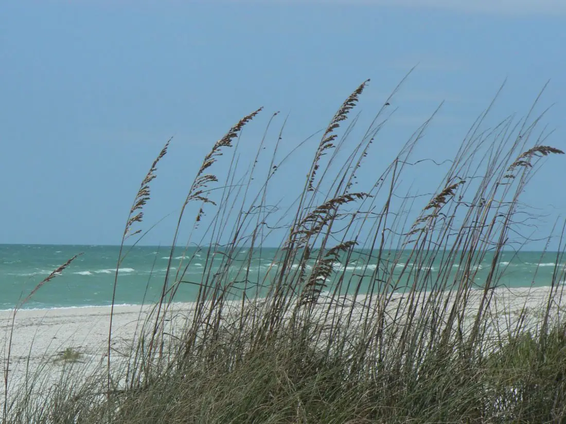 Sea oats on a dune above a Gulf beach near Naples, FL