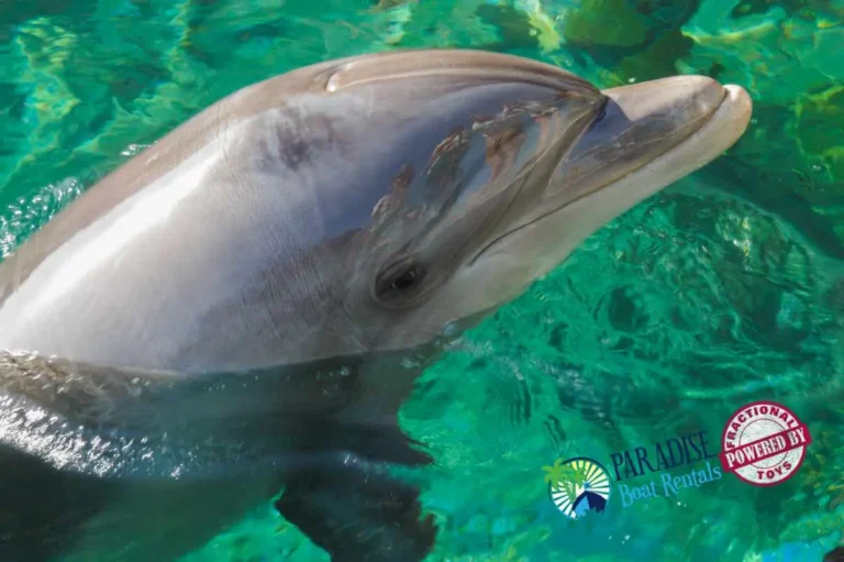 A smiling dolphin